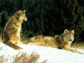 Timber Wolf Wallpaper