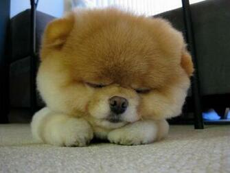 Top World Pic Boo Dog Cutest In The