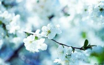 Pretty Flower Background Ing Gallery
