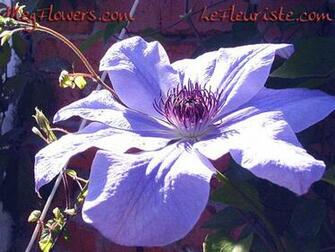 Megflowers Wallpaper Small Jpg