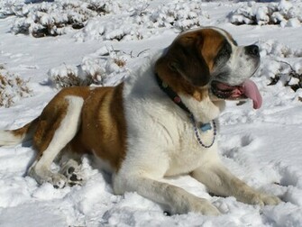 St Bernard Dog Dogs Wallpaper