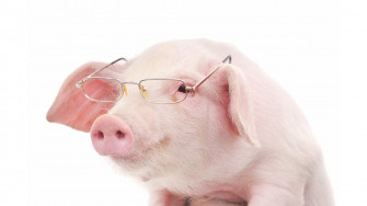 Miss Piggy Wallpaper