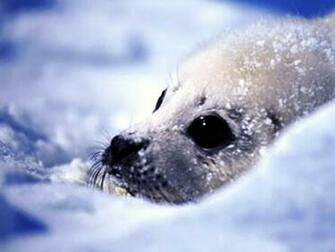 Seal Wallpaper Cute Water Photos Gallery
