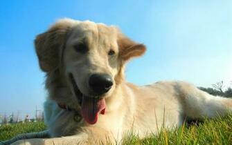 Golden Retriever Wallpaper