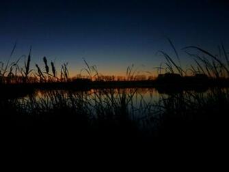 Duck Hunting Background