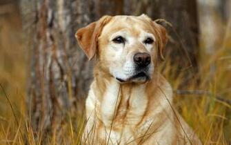 Labrador Dog Wallpaper X Wallpaperlayer