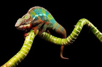 Chameleon Wallpaper Full HD Pnbuq69 4usky
