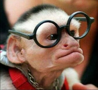 Funny Monkey Pictures Jpg