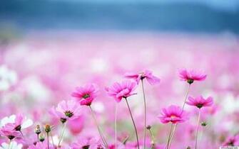 Cute Flower Computer Wallpaper At Wallpaperbro