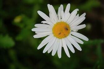 Daisy Daisies Flower Spring Public Domain Pictures