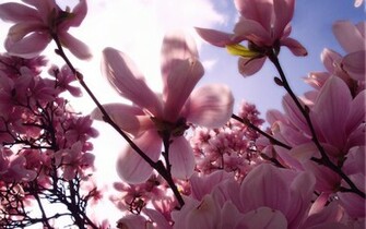 Magnolia Wallpaper Stock Photos