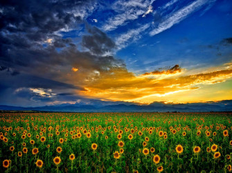 Field Wallpaper S