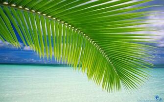 Beach Palm Green Leaf Wallpaper