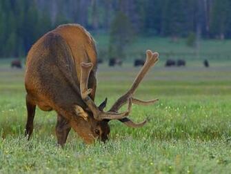 Wallpaper Deers