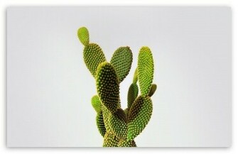 Cactus Wallpaper