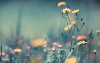Beautiful Summer Flowers Wallpaper Computer Desktop