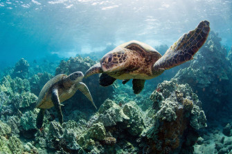 Cute Turtle Wallpaper