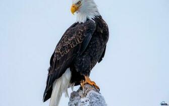 Wallpaper American Bald Eagle X