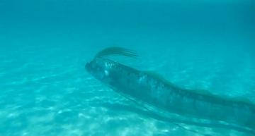 Oarfish Swims Photo And Wallpaper Cute Pictures