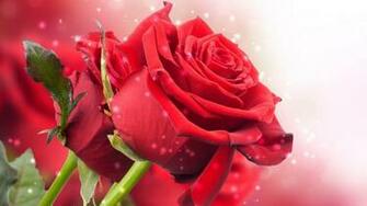 Christmas Photos Wallpaper Dowload Live Of Rose