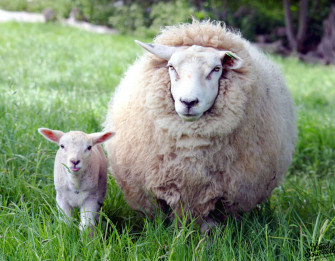Adorable Lamb Grazing In Green Pasture Wallpaper