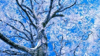 Winter Love Wallpaper