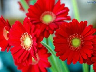 Daisy Flower Wallpaper Beautiful Desktop