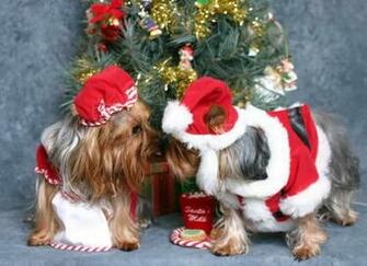 Christmas Dogs Cats Yorkie Merry And