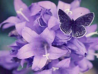 Purple Flower Wallpaper HD Background