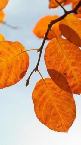 Autumn Leaves Wallpaper iPhone Android Desktop Background