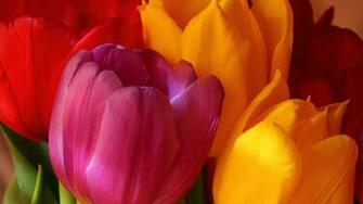 Wallpaper Tulips Desktop Computer Flowers
