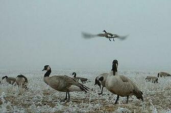Goose Hunting Image Search Results