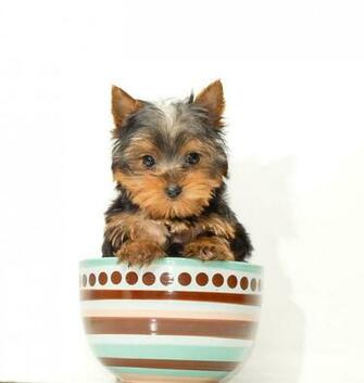 Teacup Yorkie Wallpaper