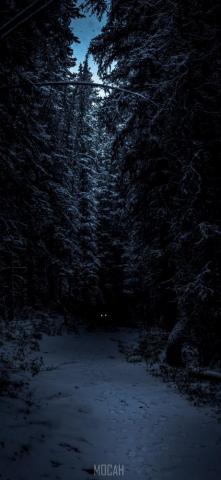 Tree Woodland Forest And Winter HD Huawei Honor 8x