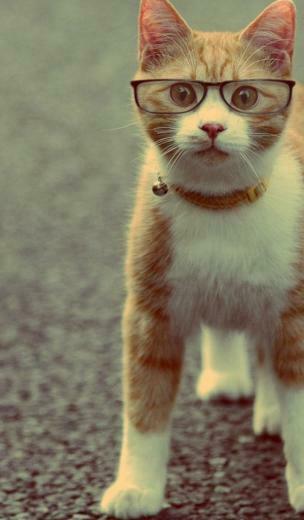 Cat Wearing Glasses Galaxy Tab Wallpaper