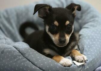 Sf Spca Holding Adoption Pop Up At Embarcadero Center Through