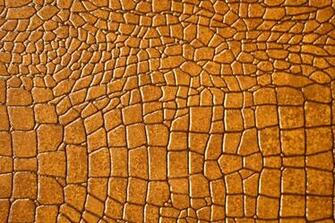 Wallpaper HD Reptiles Crocodile X Kb Jpeg