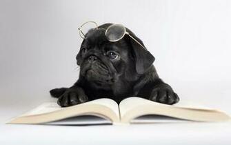 Funny Pug Dog Wallpaper