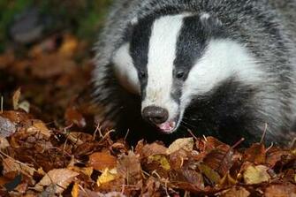 Animal Badger Wallpaper