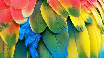 Parrot Image On The Digitalimagemakerworld Chargeless
