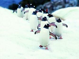 Penguin Screensaver Screensavers