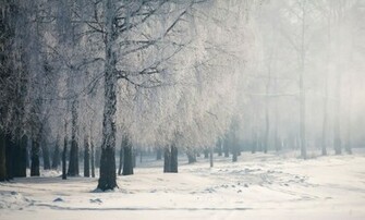 Winter Forest Desktop Wallpaper HD Background Of Your