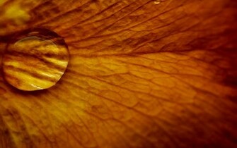 Autumn Leaves Wallpaper