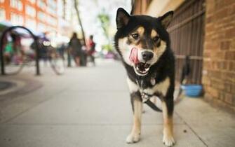 Shiba Inu Close Up Wallpaper Stock Photos