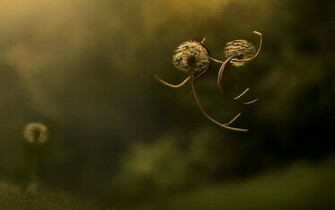 Funny Dandelion Fighting Pictures Desktop Wallpaper And Stock Photos