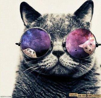 Lol Cats Funny Cat Pictures Cute Stuff On My