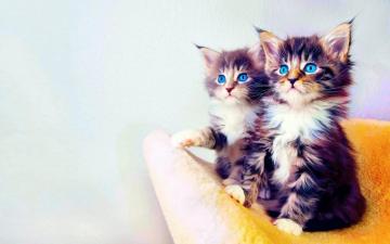 Little Cats Wallpaper For Android Apk