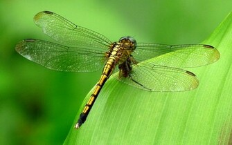 Amazing Macro Dragonfly Wallpaper Wallpaperlepi