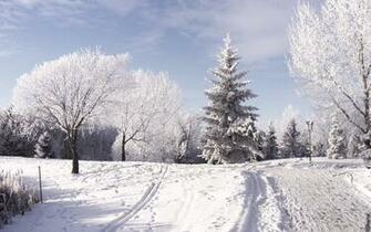 Wallpaper Nature Winter Grasscloth