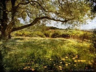 Vinography Image Spring Vineyard A Wine